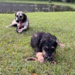 Two dogs playing with a toy in grass.