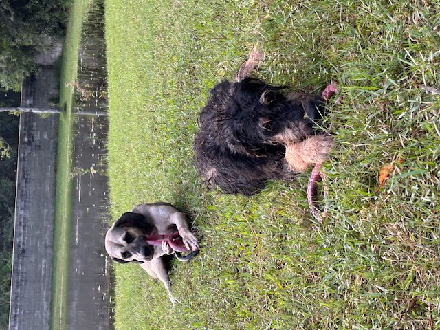 Two dogs playing with a toy in grass.