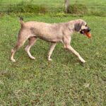 Tan dog playing with toy in grass.