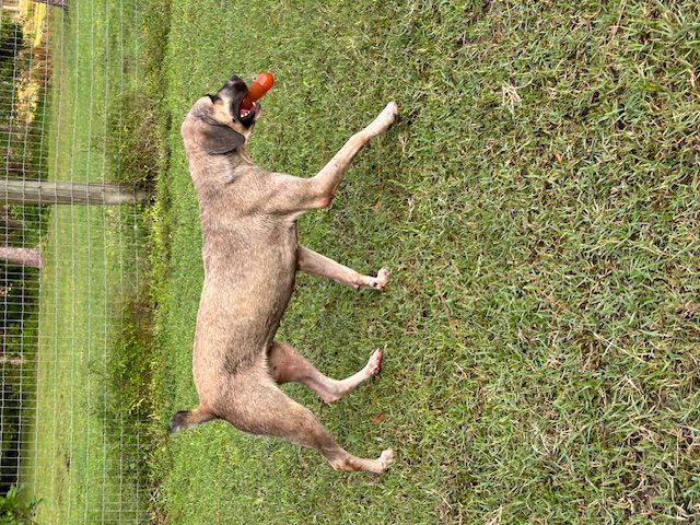 Tan dog playing with toy in grass.