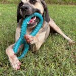 Dog playing with blue toy in grass.