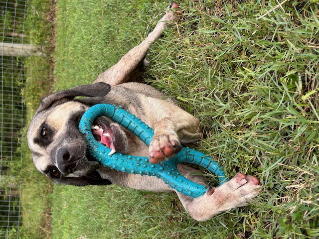 Dog playing with blue toy in grass.