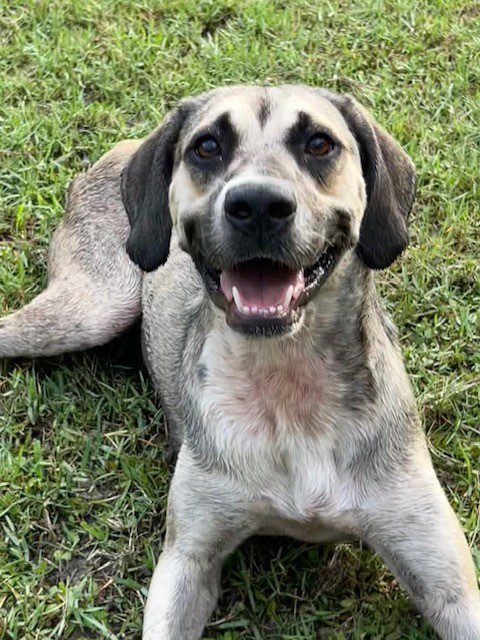 A brown and white dog smiles in grass.