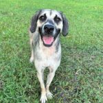 Smiling dog standing in green grass.