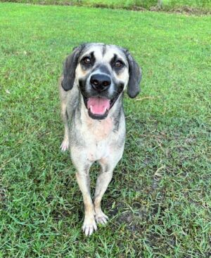 Smiling dog standing in green grass.