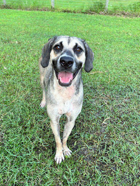 Smiling dog standing in green grass.