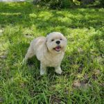 Smiling dog standing in green grass.