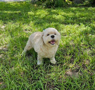 Smiling dog standing in green grass.