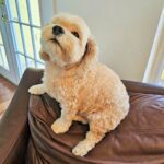 Creamy dog sitting on brown leather chair.