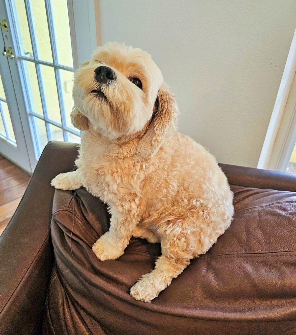 Creamy dog sitting on brown leather chair.