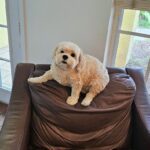 White dog sitting on a brown chair.