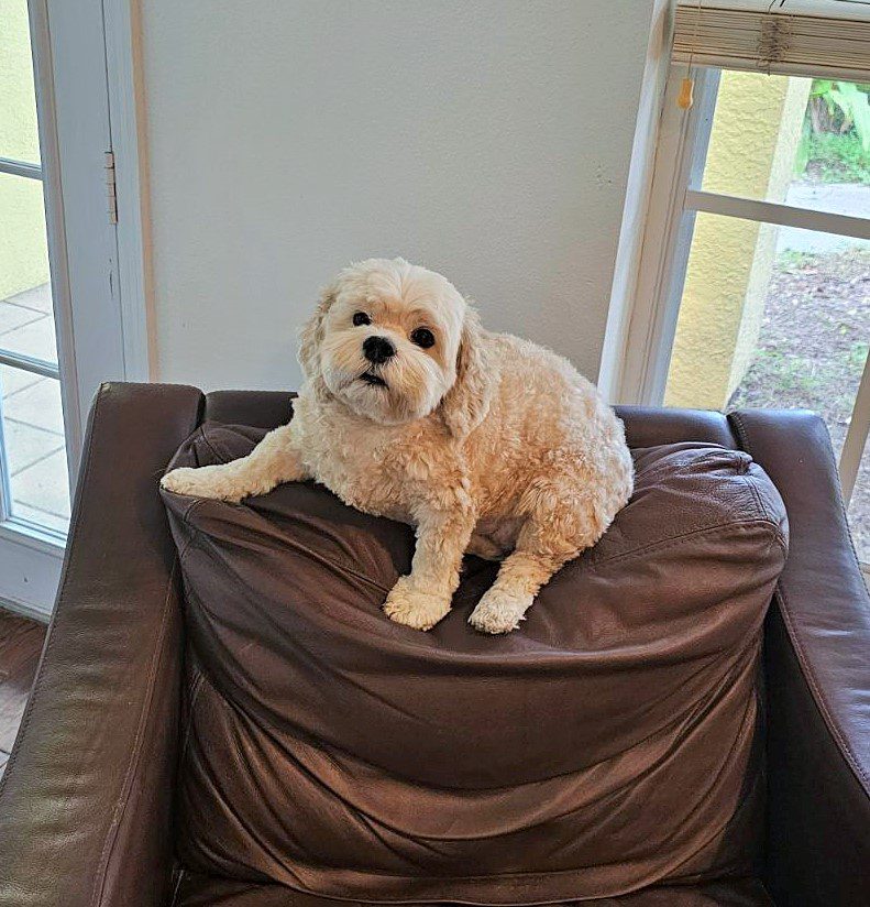 White dog sitting on a brown chair.