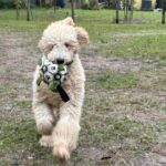 Fluffy puppy running with soccer ball.