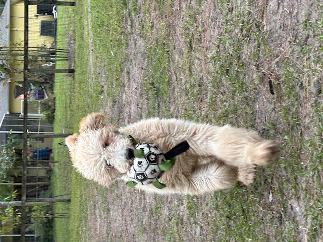 Fluffy puppy running with soccer ball.