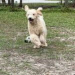 Happy Goldendoodle puppy running.
