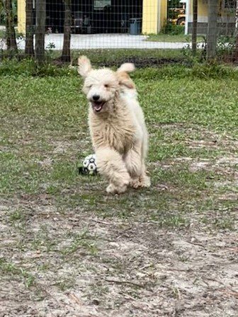 Happy Goldendoodle puppy running.