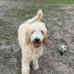 Happy goldendoodle dog playing outside.