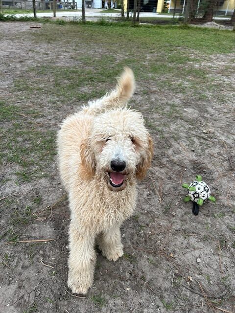 Happy goldendoodle dog playing outside.