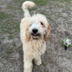 Fluffy Goldendoodle dog outdoors.
