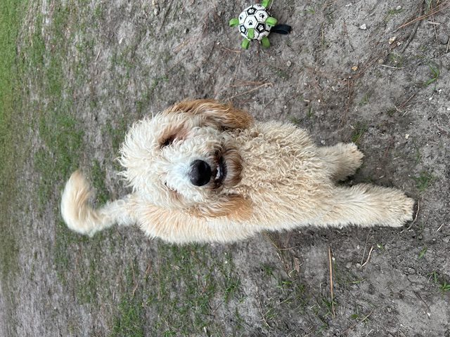 Fluffy Goldendoodle dog outdoors.