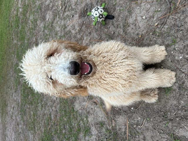 Smiling fluffy Goldendoodle puppy outdoors.