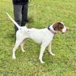 Here's an alt tag for the image: White and brown English Pointer standing on grass.