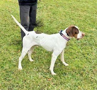 Here's an alt tag for the image: White and brown English Pointer standing on grass.