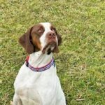 Brown and white pointer dog outdoors.