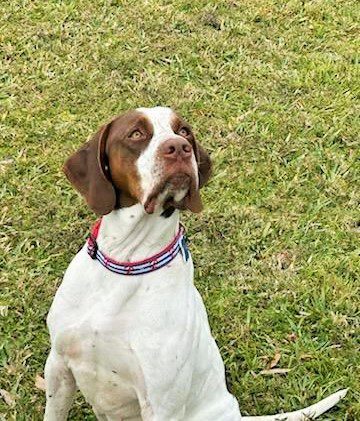 Brown and white pointer dog outdoors.