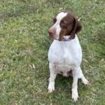 Here's an alt tag for the image: Brown and white dog sitting in grass.