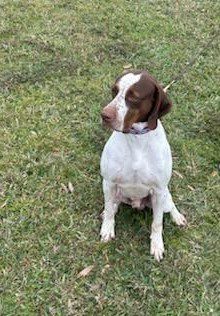 Here's an alt tag for the image: Brown and white dog sitting in grass.