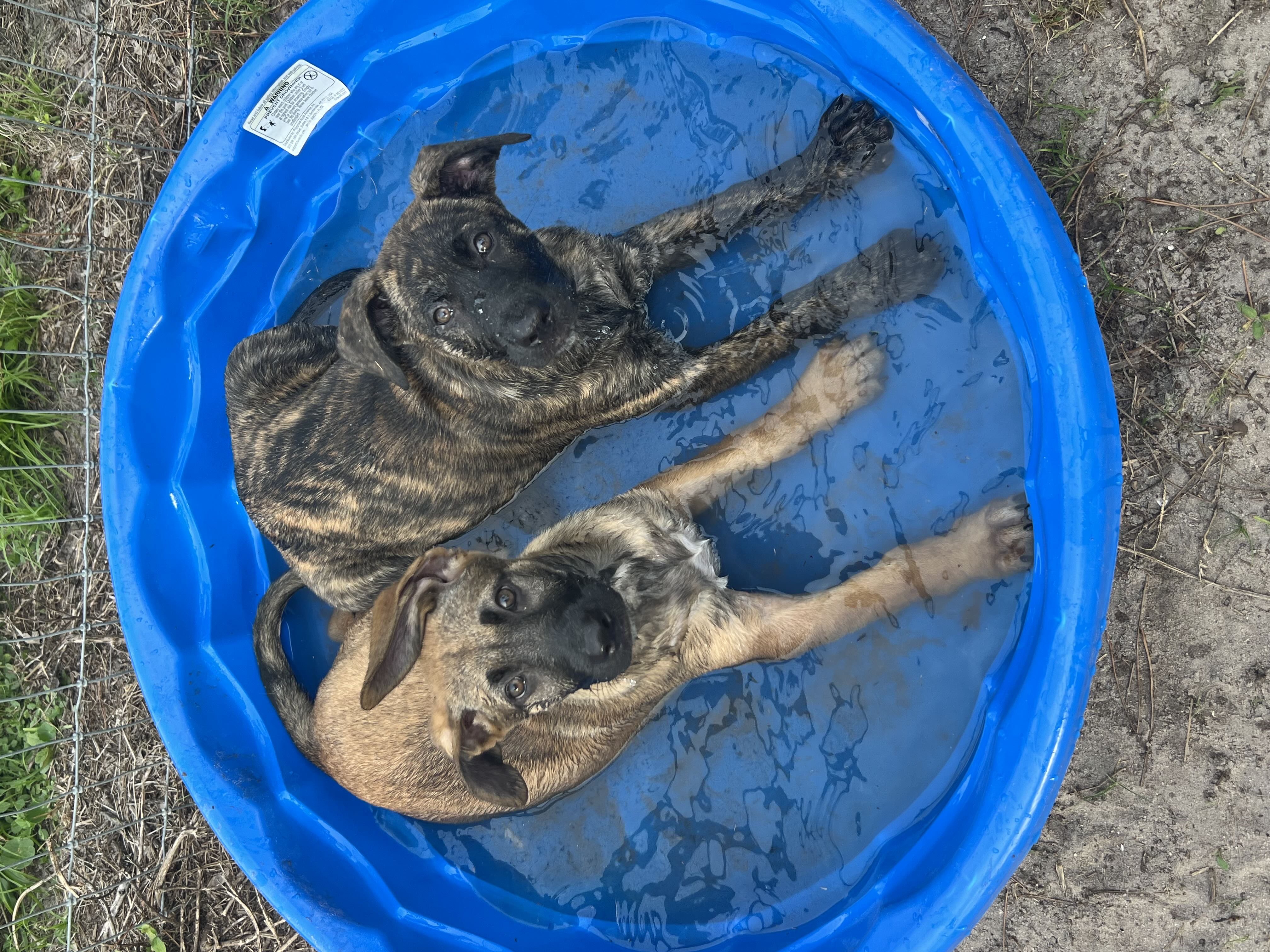 Two puppies in a blue plastic pool.