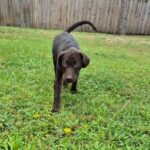 Choc Lab Pup 1
