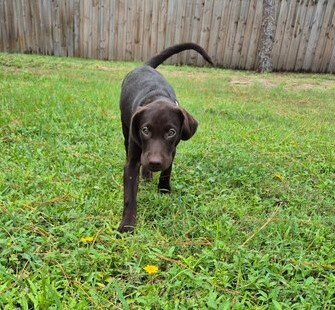 Choc Lab Pup 1