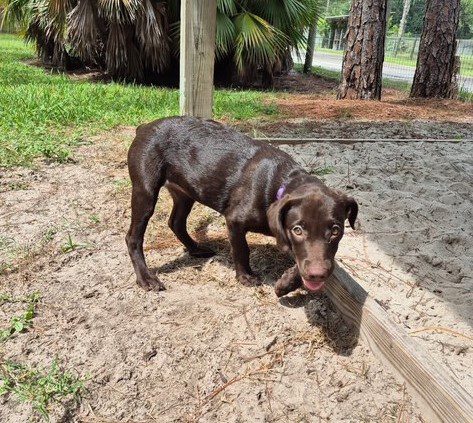 Choc Lab Pup 2