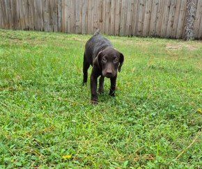 Choc Lab Pup 3