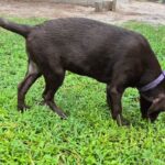 Choc Lab Pup 4