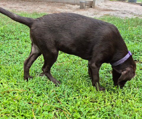 Choc Lab Pup 4