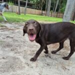 Choc Lab Pup 5