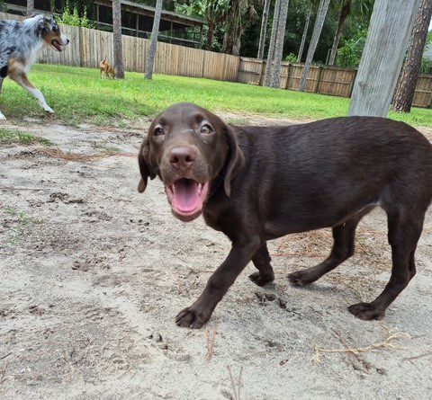 Choc Lab Pup 5