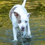Dog walking in shallow water. Dog walking in shallow water.