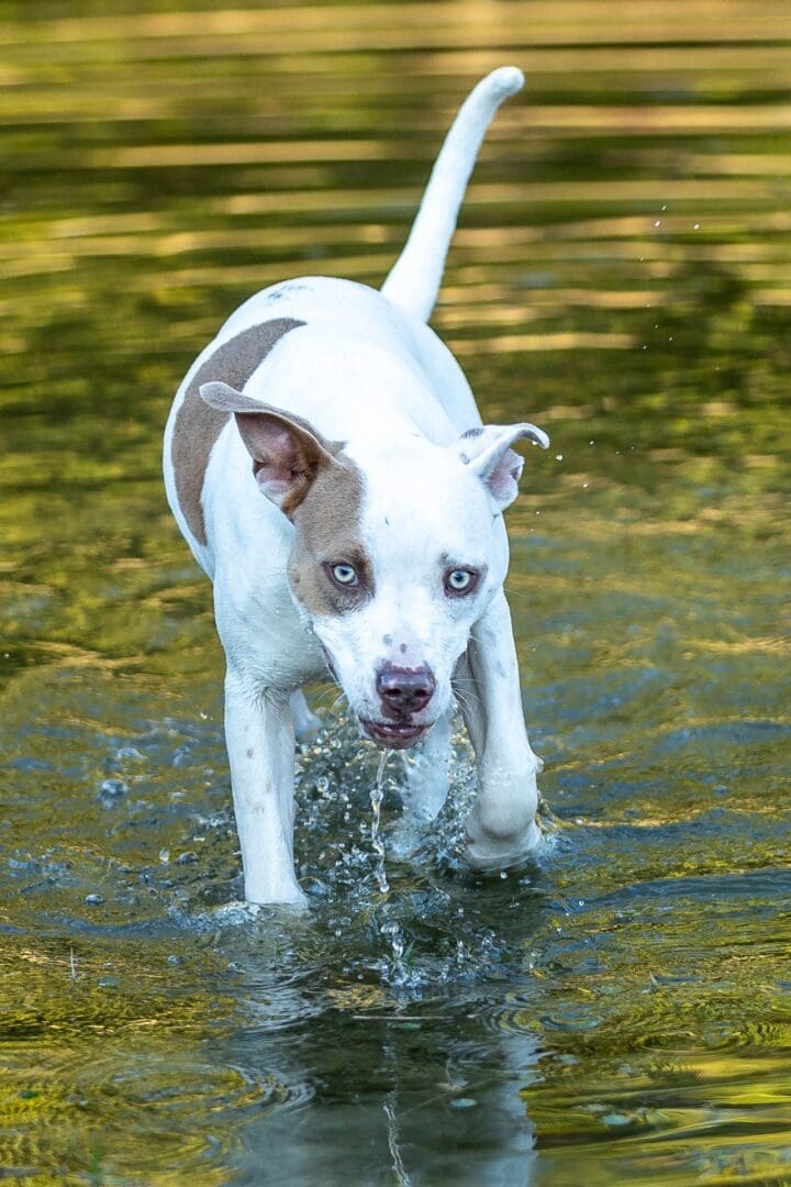 Dog walking in shallow water. Dog walking in shallow water.