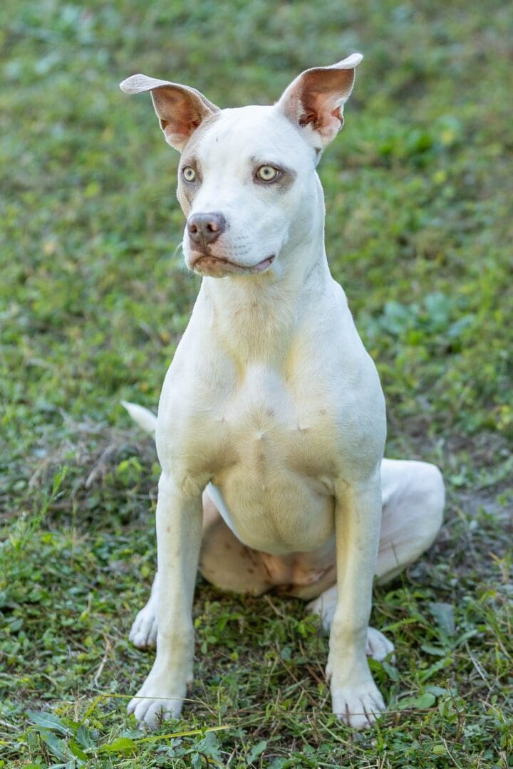 White dog sitting on green grass. White dog sitting on green grass.