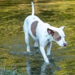 Dog wading through shallow water outdoors. Dog wading through shallow water outdoors.