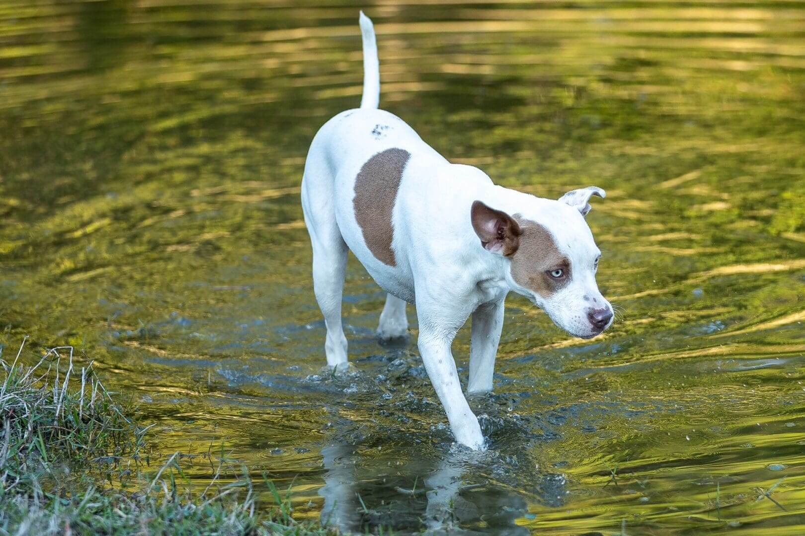 Dog wading through shallow water outdoors. Dog wading through shallow water outdoors.