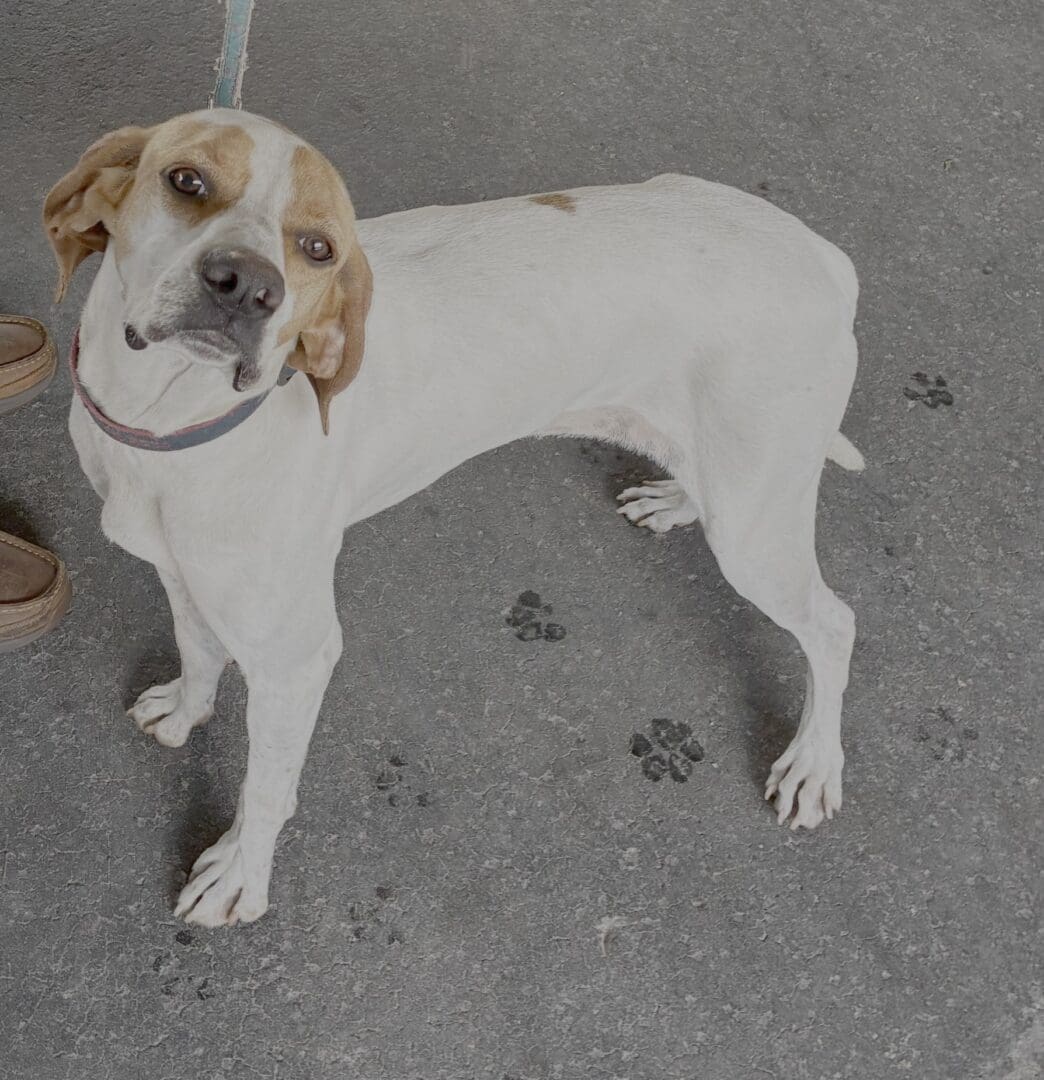 White and brown dog standing on pavement.