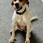 Dog sitting on gray cracked pavement.