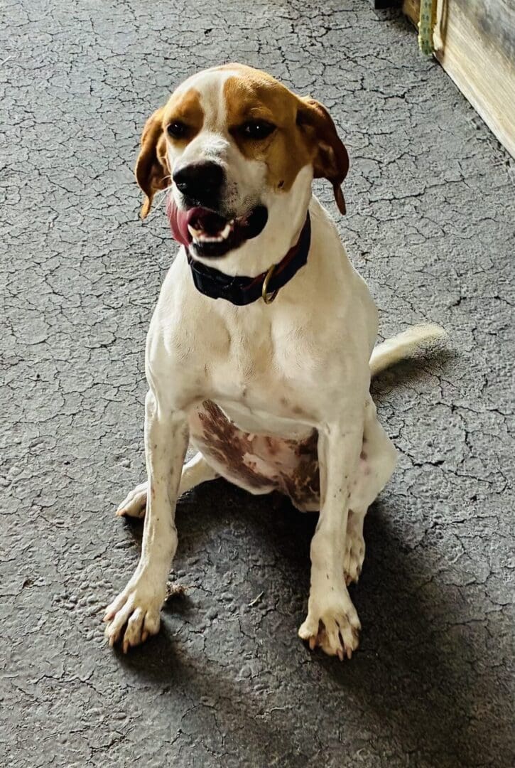 Dog sitting on gray cracked pavement.