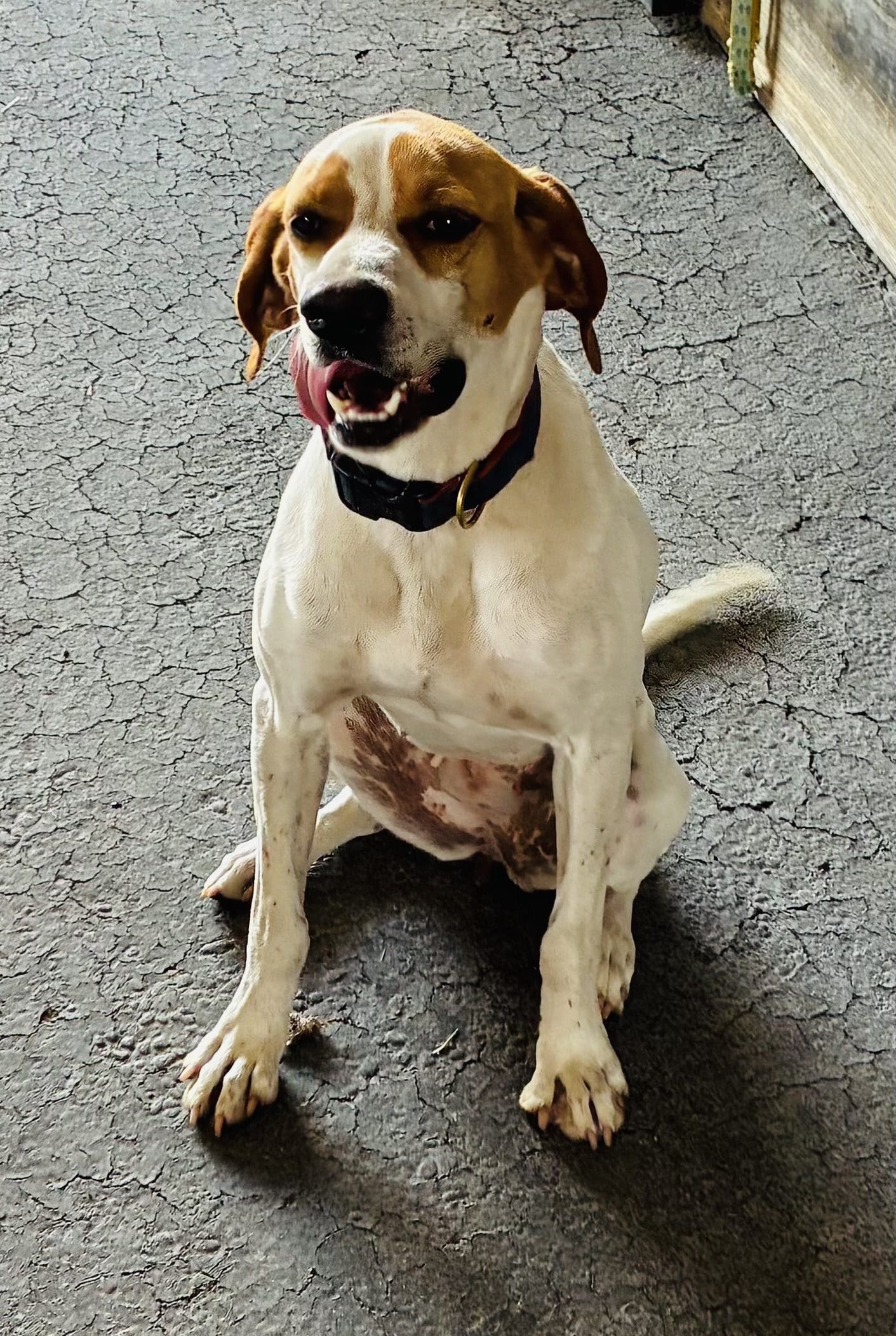 Dog sitting on gray cracked pavement.