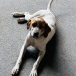 Dog lying on a concrete surface.